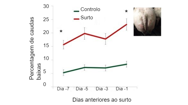Figura 1. Percentagem de caudas baixas nos dias anteriores a um surto de caudofagia
